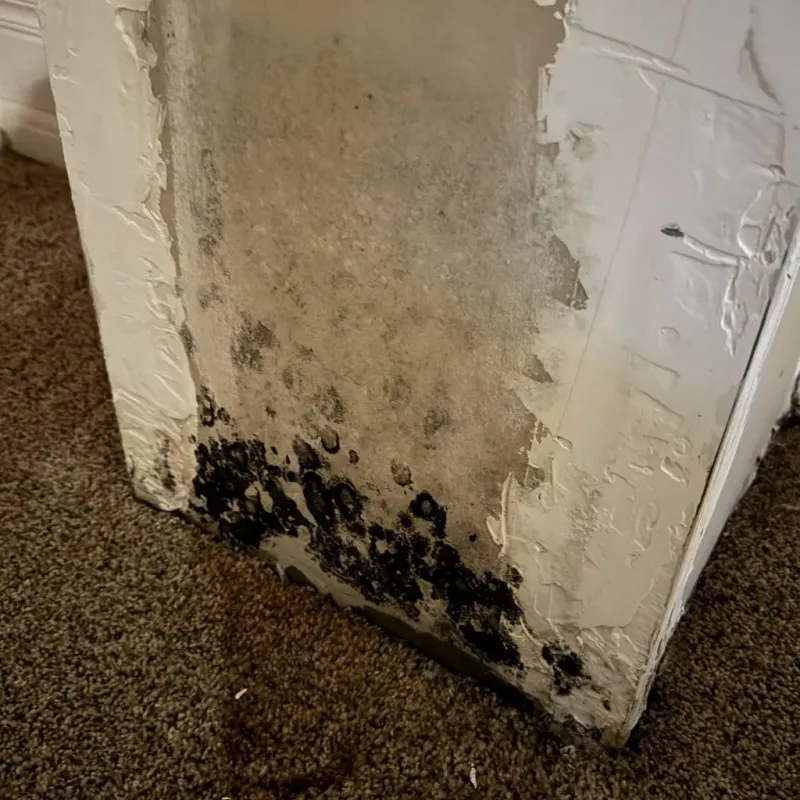 Professional Mold Removal in Lake Waccamaw, NC